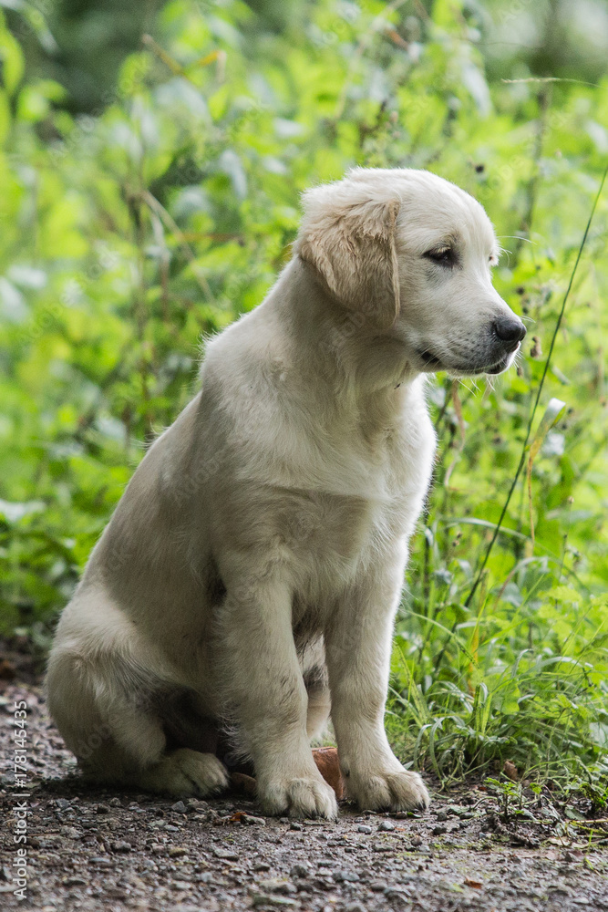 golden retrievers golden retrievers