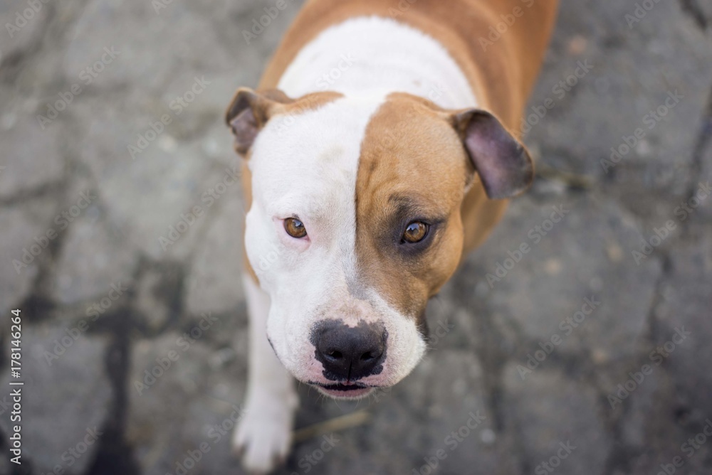 american staffordshire terrier dog american staffordshire terrier dog