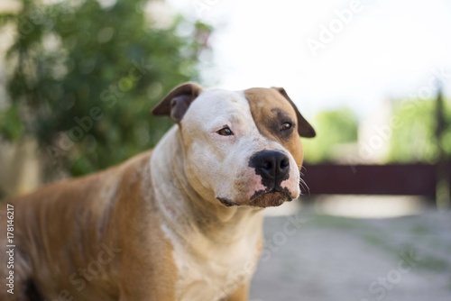 american staffordshire terrier dog 