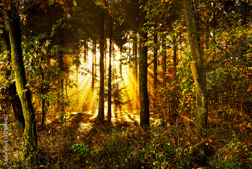 idyllische Waldlichtung mit Sonnenstrahlen im Herbst, mystischer Herbstwald am Morgen