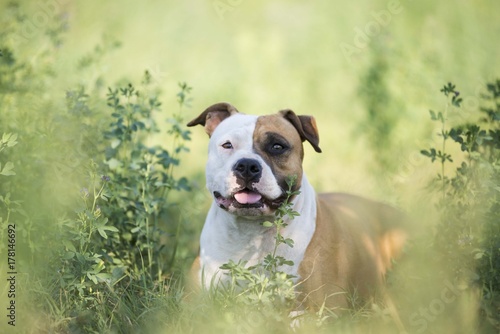 american staffordshire terrier dog