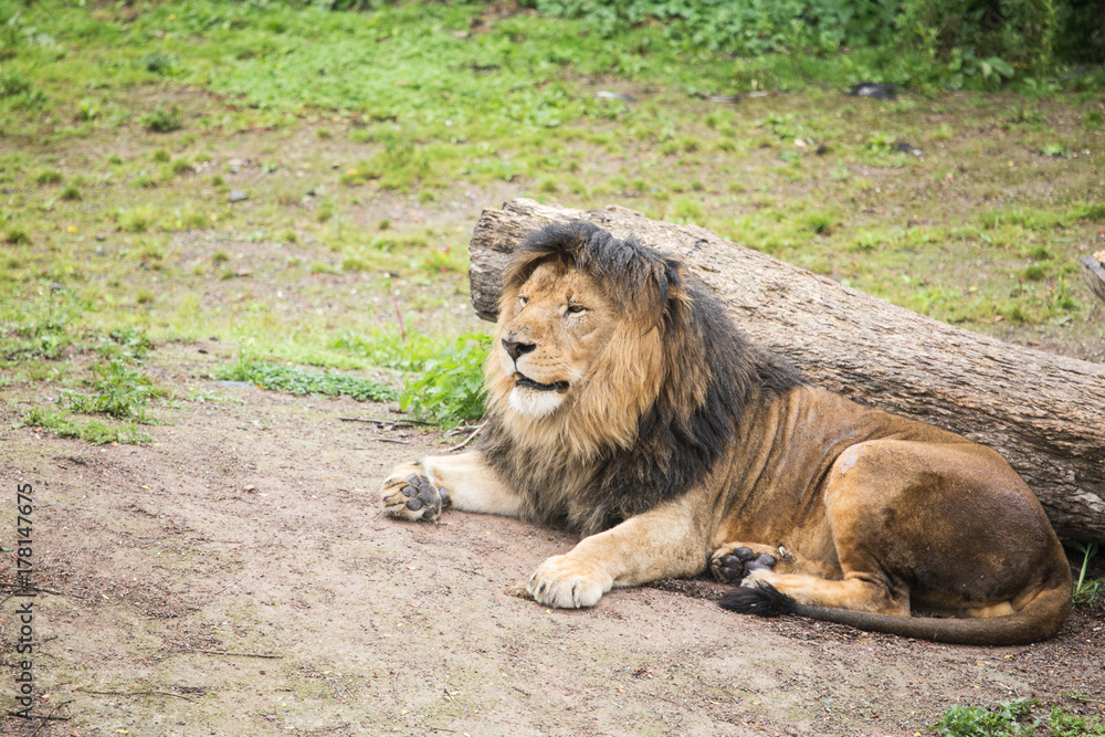 Naklejka premium Lion