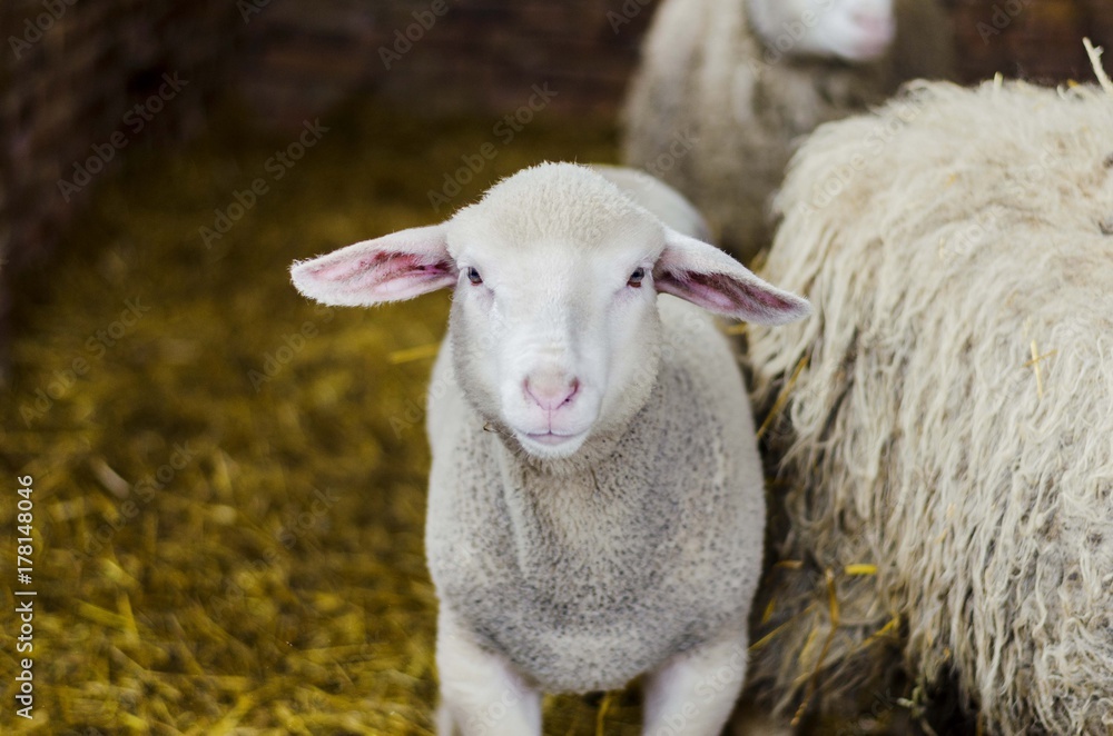Naklejka premium lamb