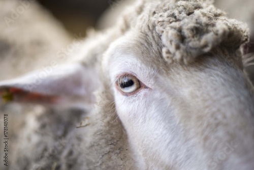 sheep