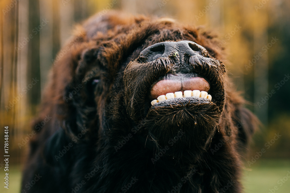 Scary fearful weird odd beast howling. Wild dangerous animal outdoor  closeup portrait. Strong huge yak monster terrible jaws. Mouth wide opened.  Buffalo teeth, mouth and tongue. Primal animal terror. Stock Photo |