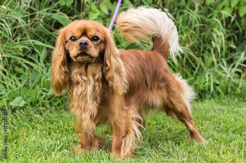 Obraz na płótnie cavalier king charles spaniel