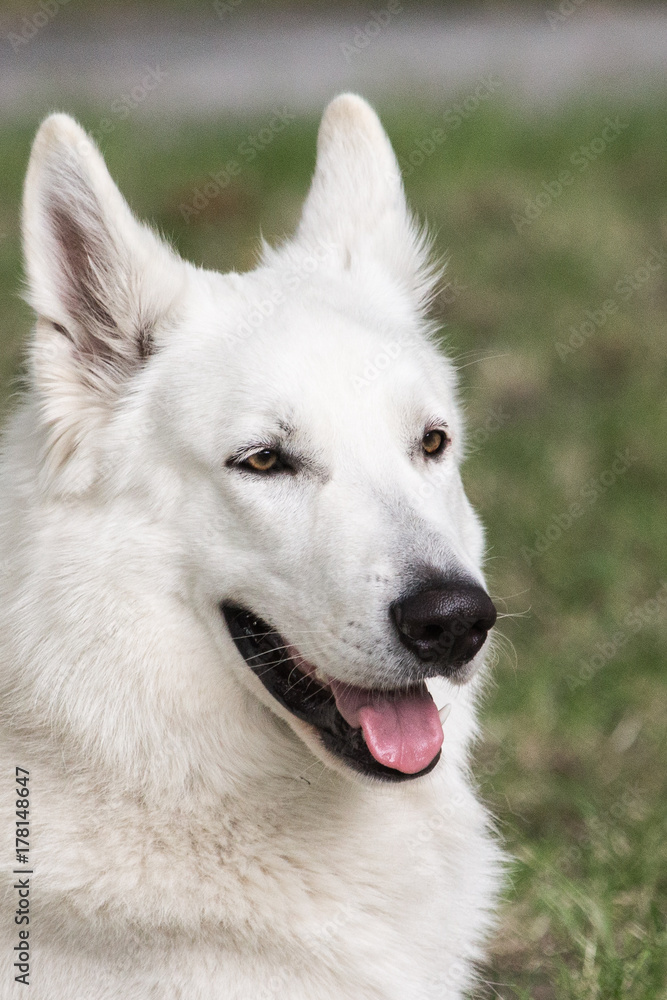 White Swiss Shepherd White Swiss Shepherd