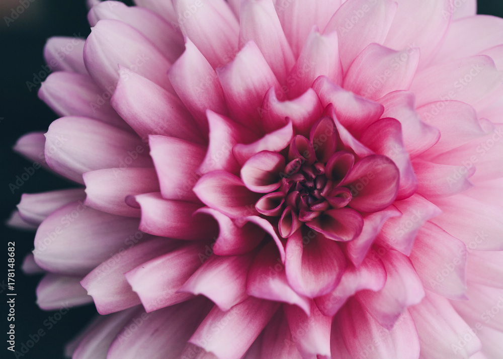macro image of a pink dahlia macro image of a pink dahlia