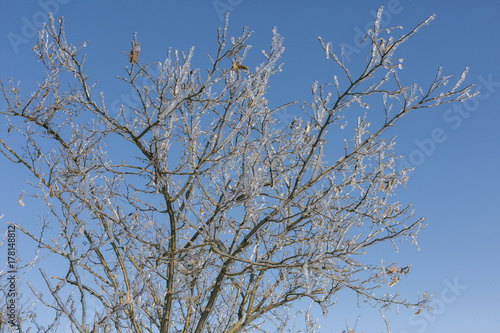 Winter fairy tale, Iced Trees