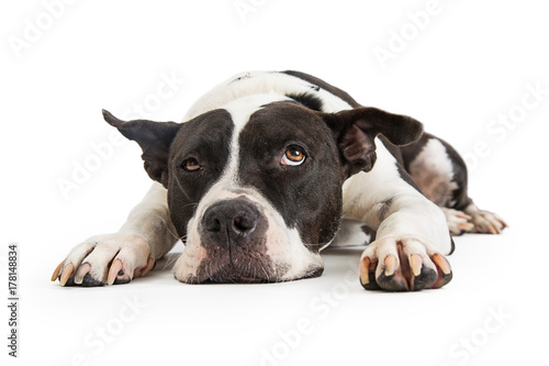 Annoyed Patient Big Dog Lying on White