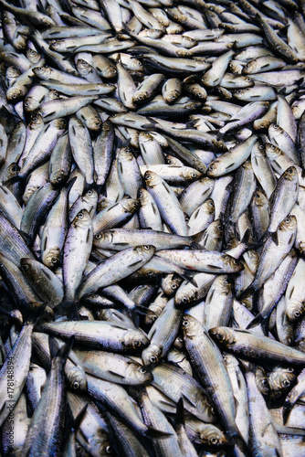 Alewife fish captured for use as lobstering bait on the coast of Maine photo