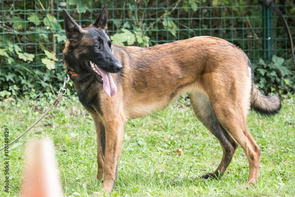 malinois