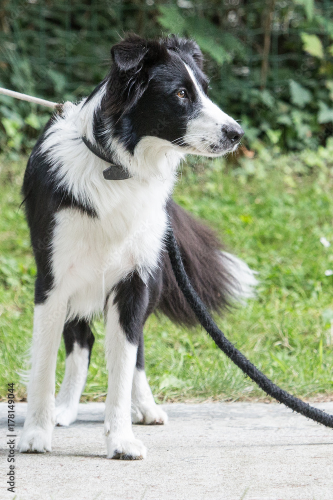 border collie