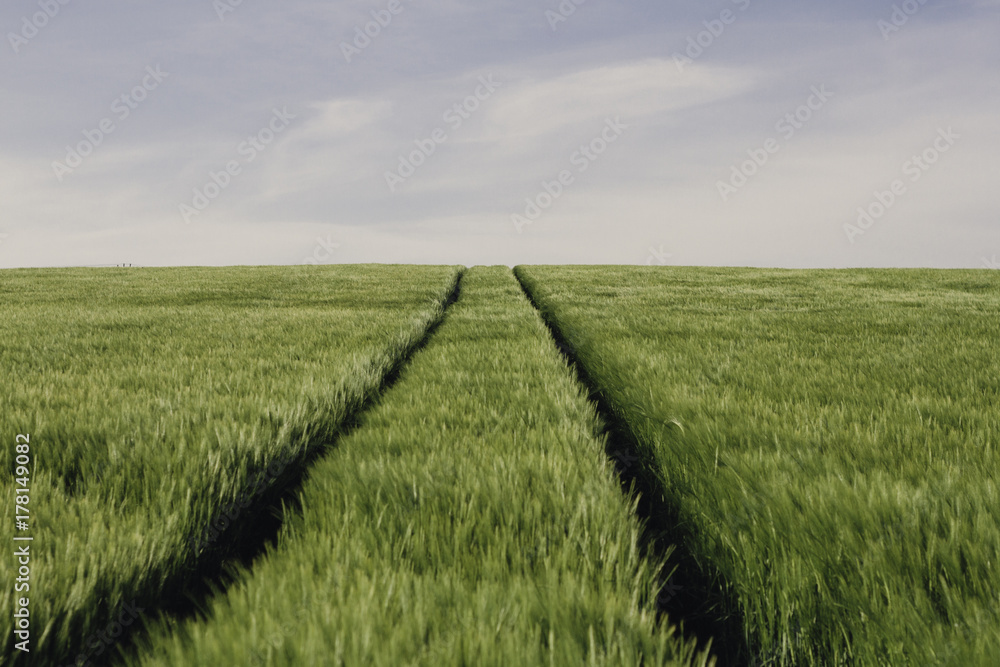 A field of barley A field of barley