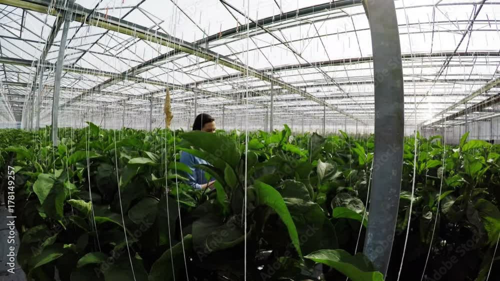 Greenhouse worker inspecting the plants Greenhouse worker inspecting the plants