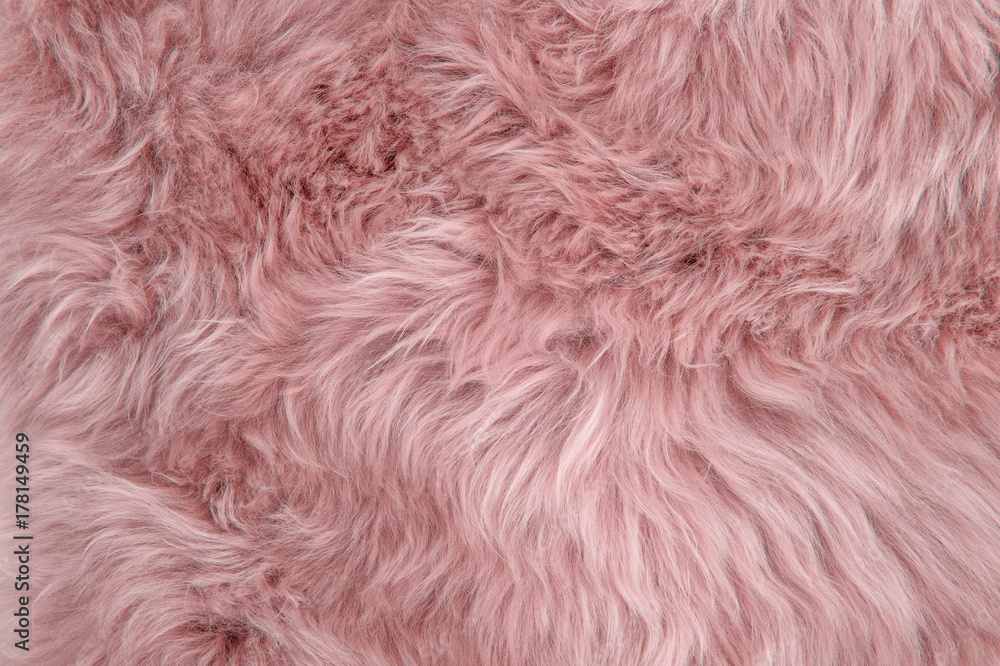 Pink sheepskin rug background sheep fur Wool texture - obrazy, fototapety, plakaty 
