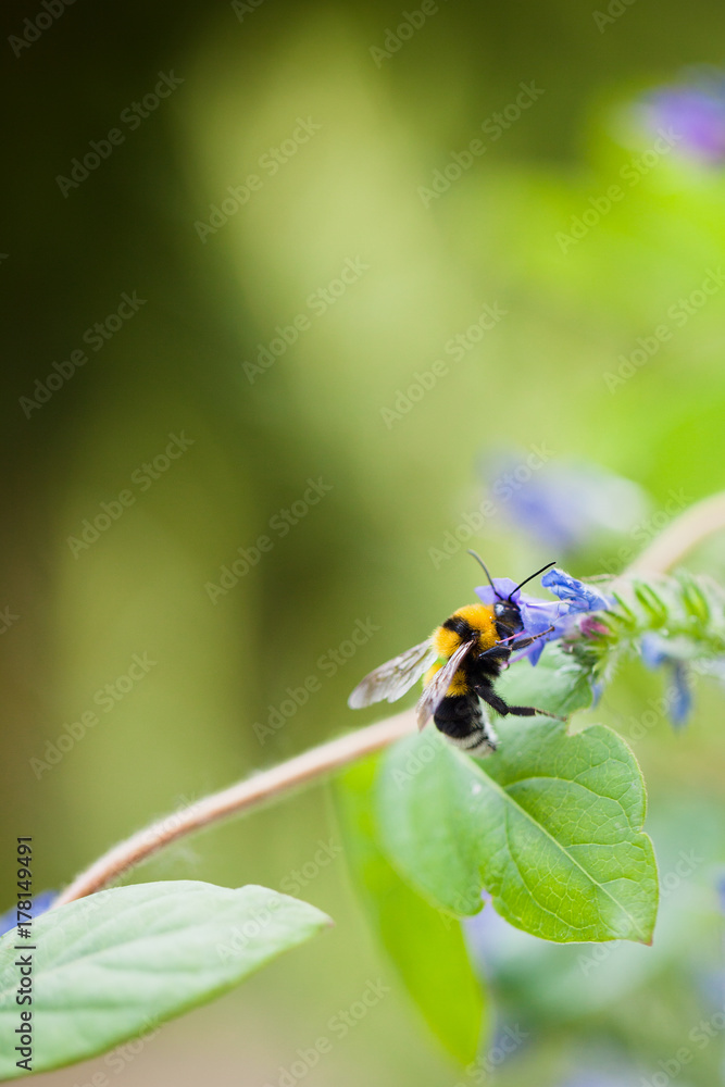 Macro catch of bumblebee with its head inside an Echium flower Macro catch of bumblebee with its head inside an Echium flower