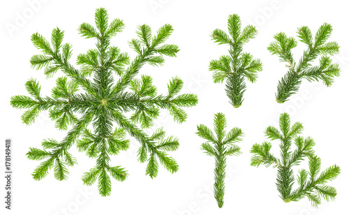 Christmas tree branches snowflake white background set