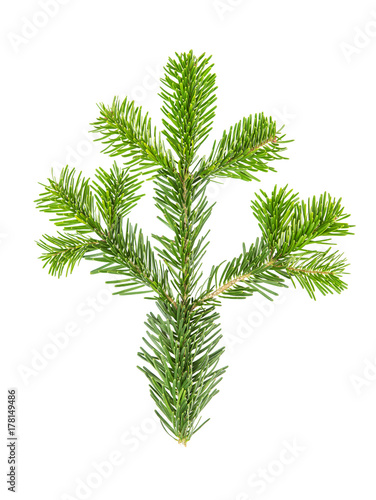 Spruce twigs Branch of christmas tree white background