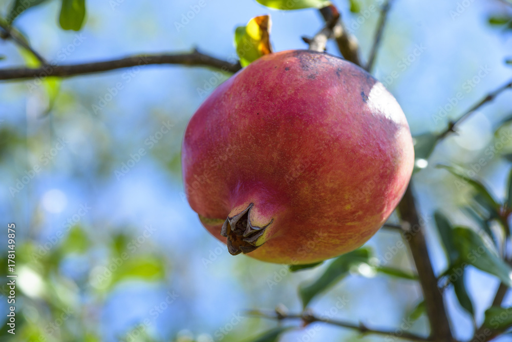 Pomegranate fruit growing on a green branch Pomegranate fruit growing on a green branch