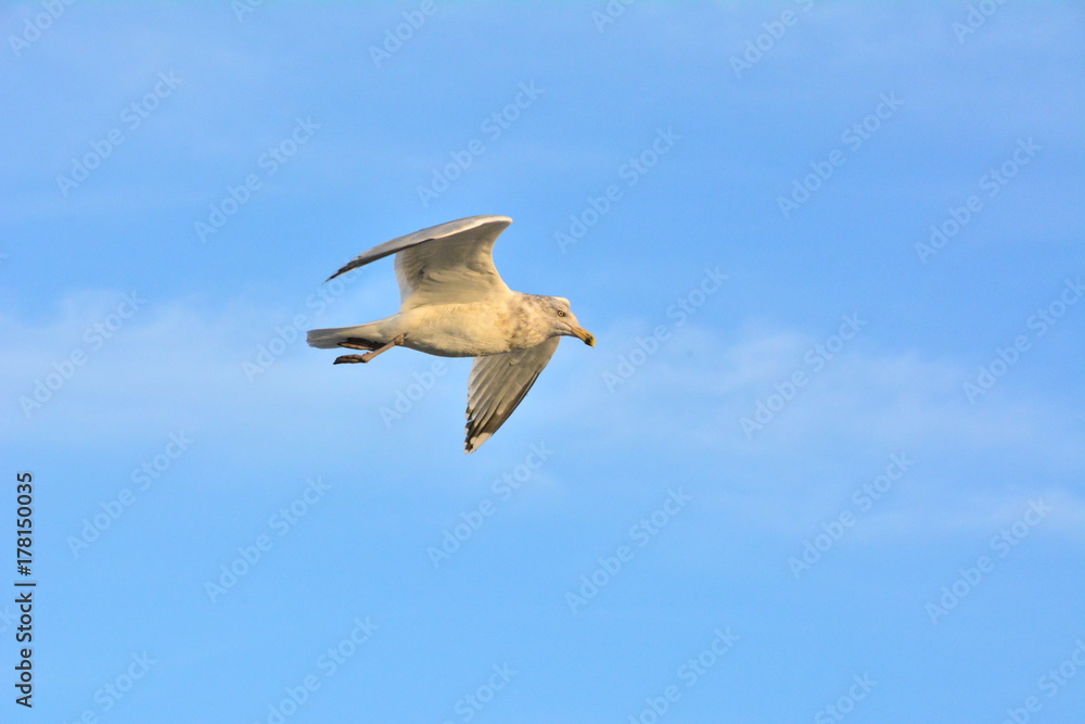Gull in Flight Gull in Flight