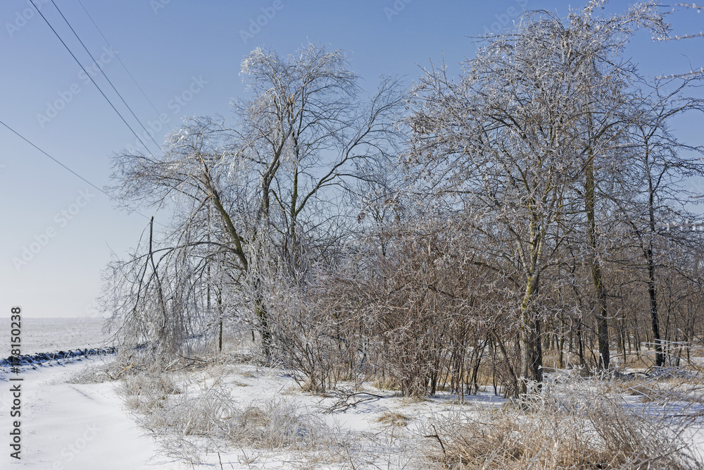 Winter fairy tale, Iced Trees, winter morning Winter fairy tale, Iced Trees, winter morning