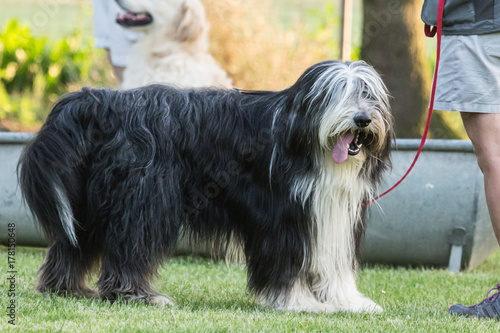 Obraz na plátne bearded collie
