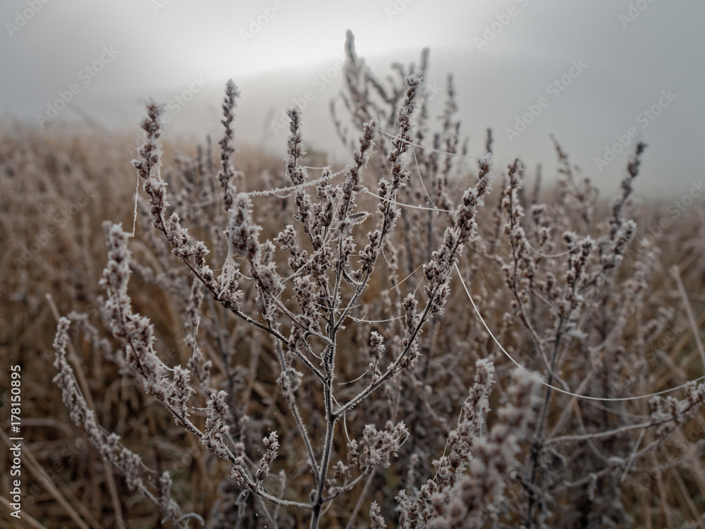 The first frost. Everything was frozen cold and frosty. The first frost. Everything was frozen cold and frosty.