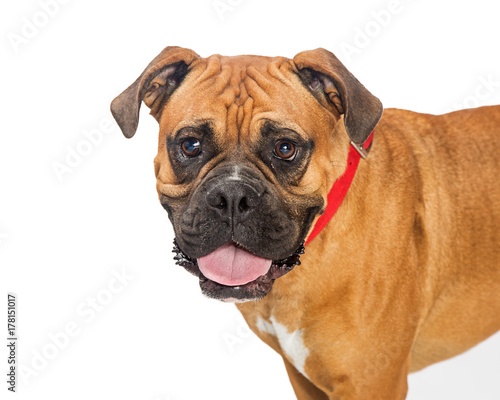 Closeup Boxer Crossbreed Dog Looking Forward
