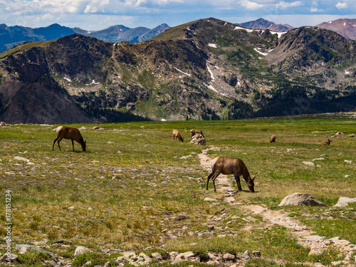 Elk on Mountain Footpath in the Rocky Mountains