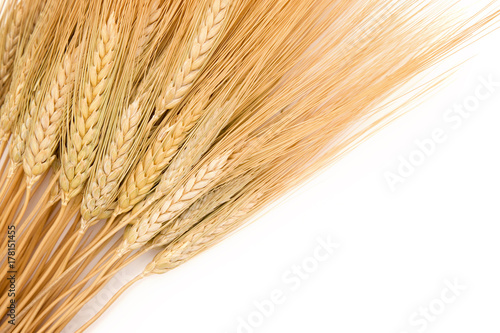 Wheat on a White Background