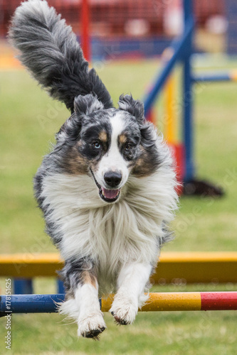 australian shepherd photo