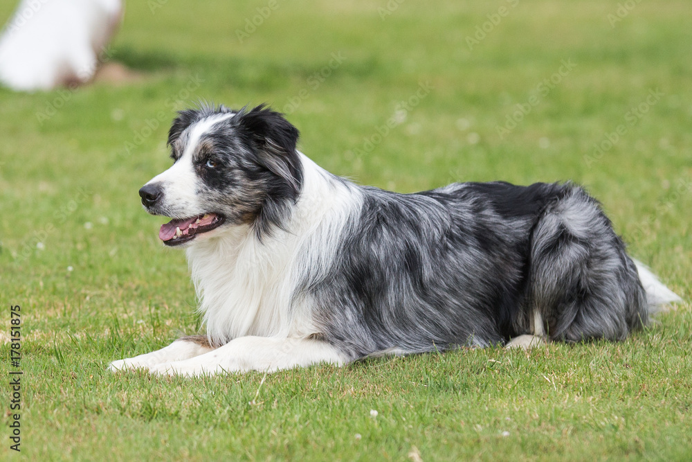 border collie