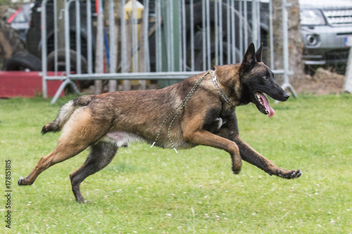 malinois