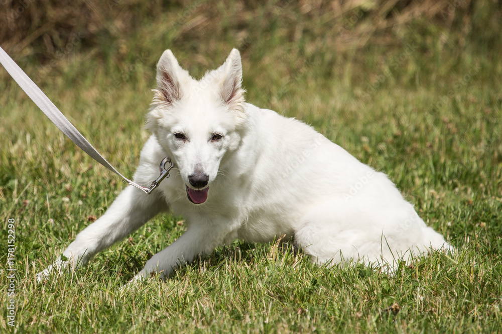 White Swiss Shepherd White Swiss Shepherd