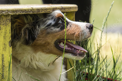 australian shepherd photo