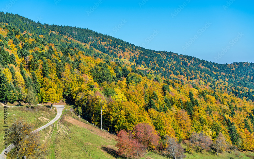 Colorful autumn landscape of the Vosges Mountains in Alsace, France