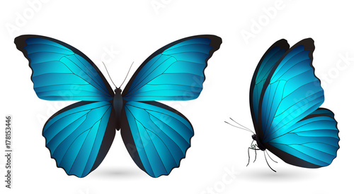 Set of colorful butterflies. Front and side view