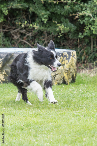 border collie