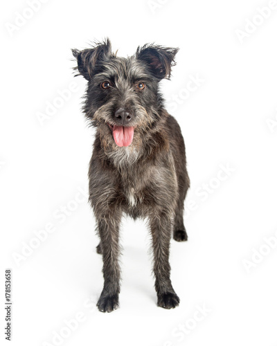Canvastavla Happy Shaggy Grey Terrier Dog