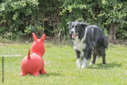 border collie