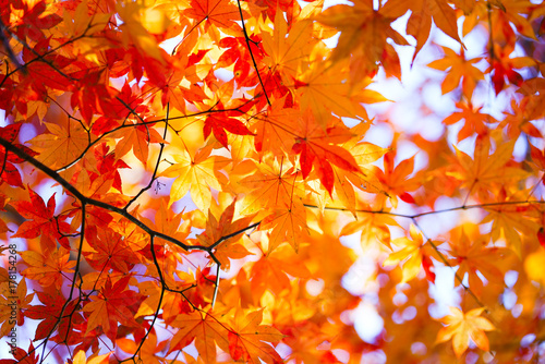紅葉