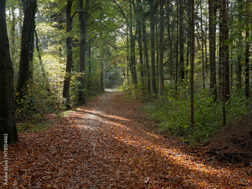 Weg im herbstlichen Wald