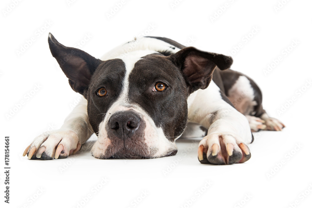 Large Mixed Breed Dog Tired Large Mixed Breed Dog Tired