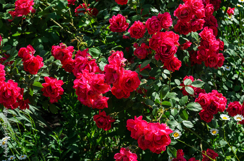 Rose bush on flowerbed in the park