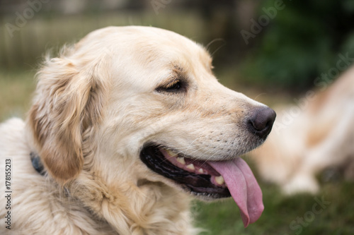 golden retrievers © Eric