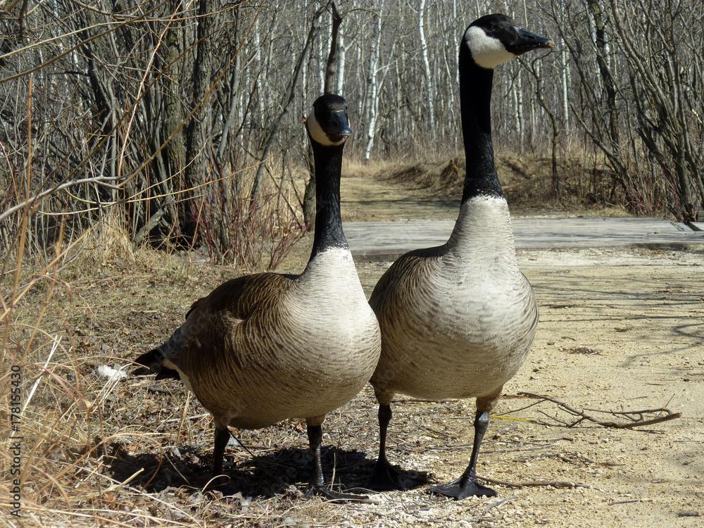 Fototapeta premium Pair of Canada Geese Walking Down a Path