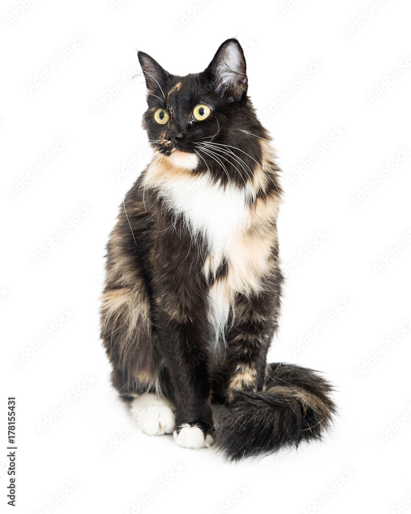 Long-Haired Calico Cat Sitting on White Stock Photo | Adobe Stock