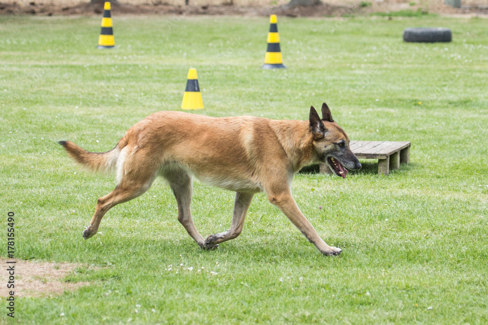 malinois malinois