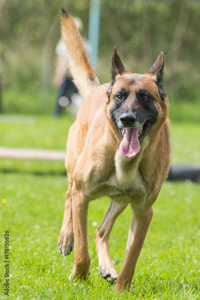 German shepherd German shepherd